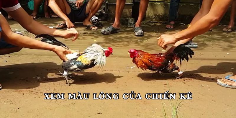 Xem màu lông của chiến kê