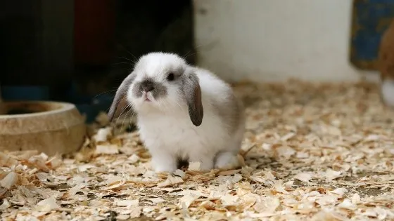 1. กระต่ายที่ไม่ควรผสมพันธุ์