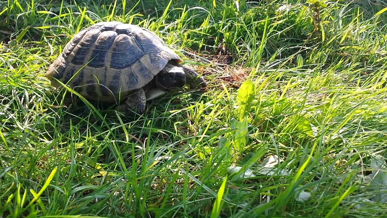 Hibernating Box Turtles