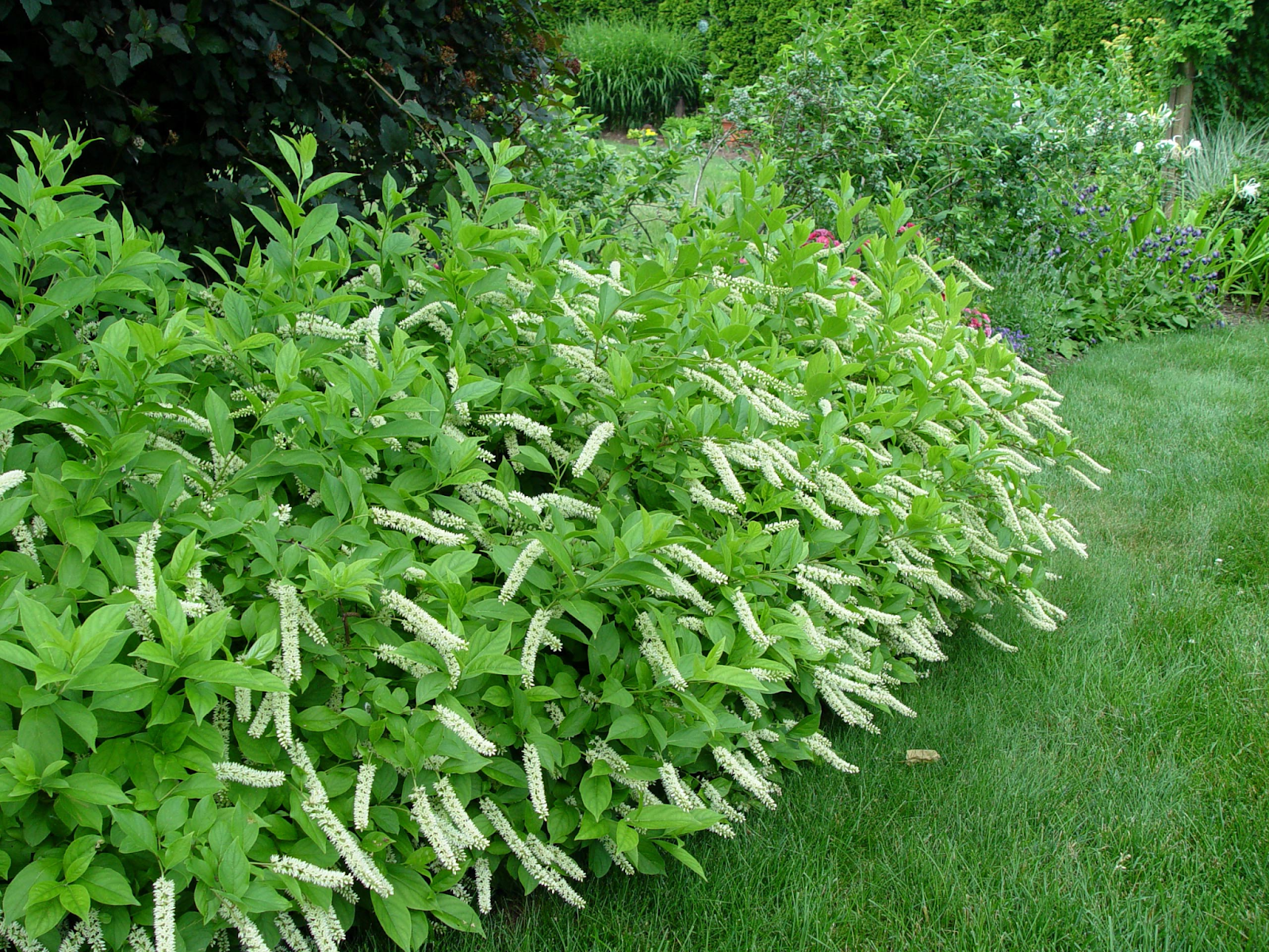 Sweetspire (Itea spp.)