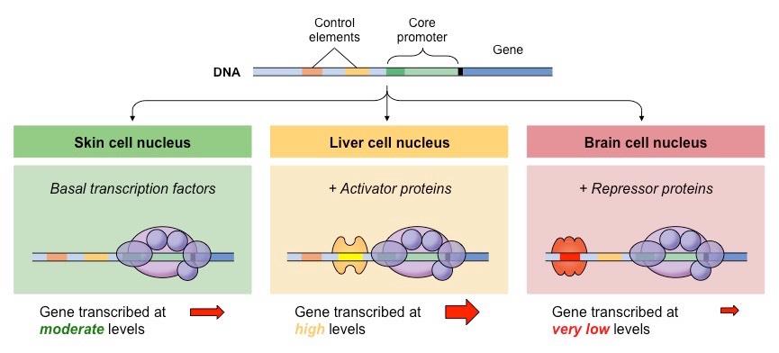 gene expression