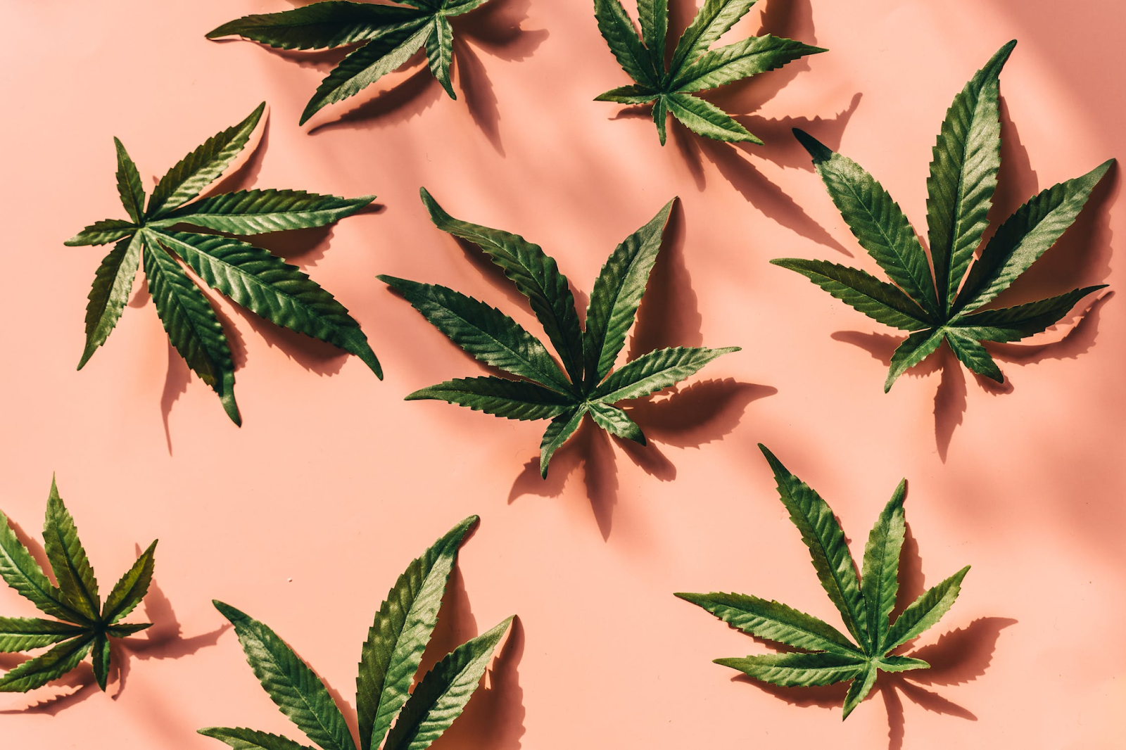 Eight Cannabis Leaves 