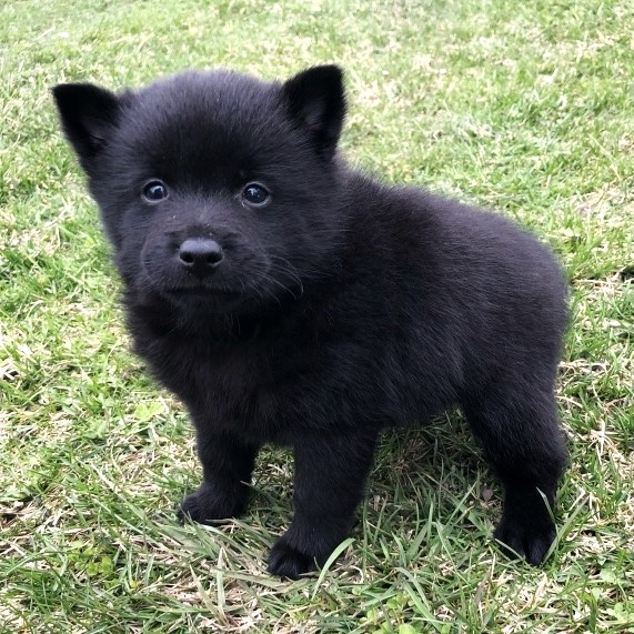 black schipperke puppy