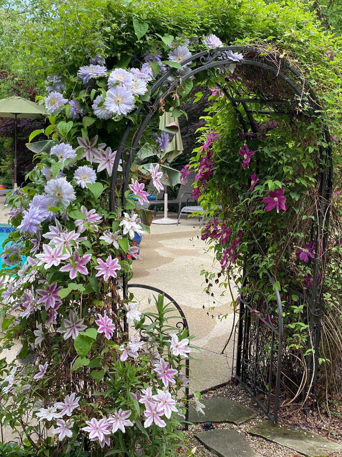 Clematis