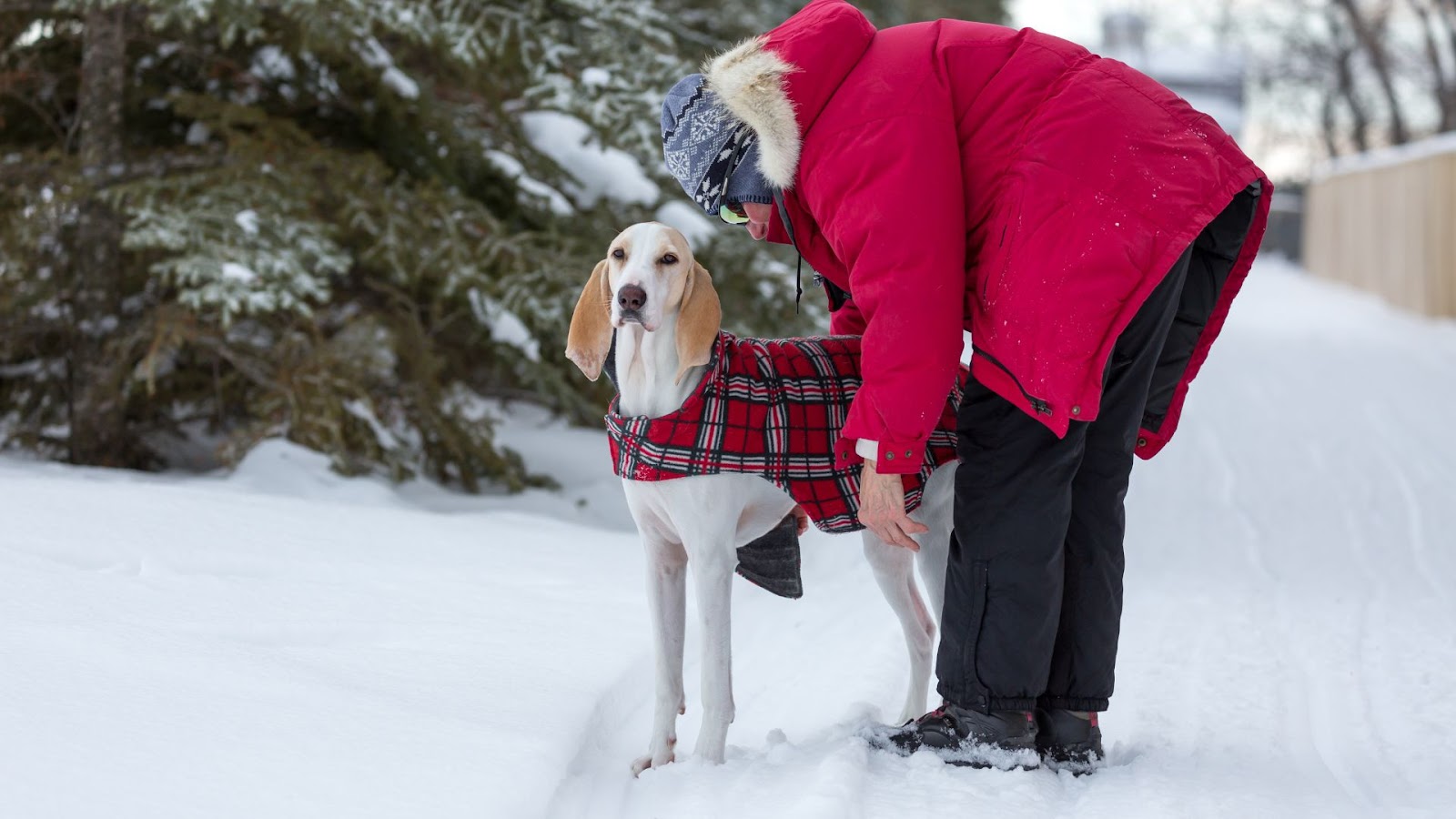 Dog Coats for Winter