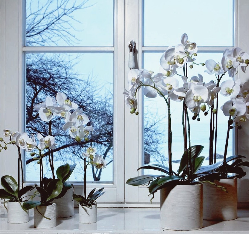 Как часто и сколько поливать орхидеи зимой