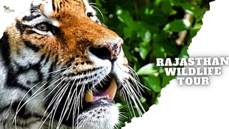 Rajasthan wildlife tour