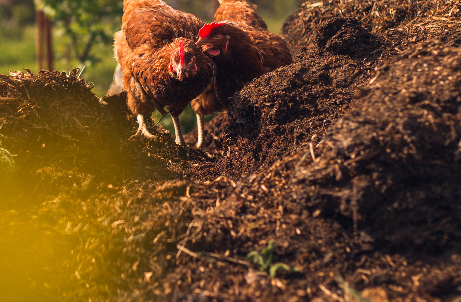 Chicken Manure