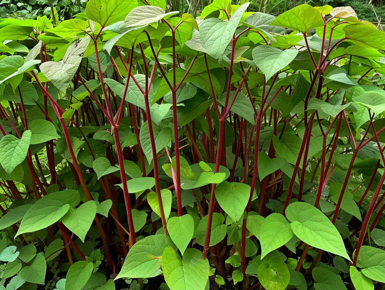 Why is Japanese Knotweed Considered a Problem in the UK?