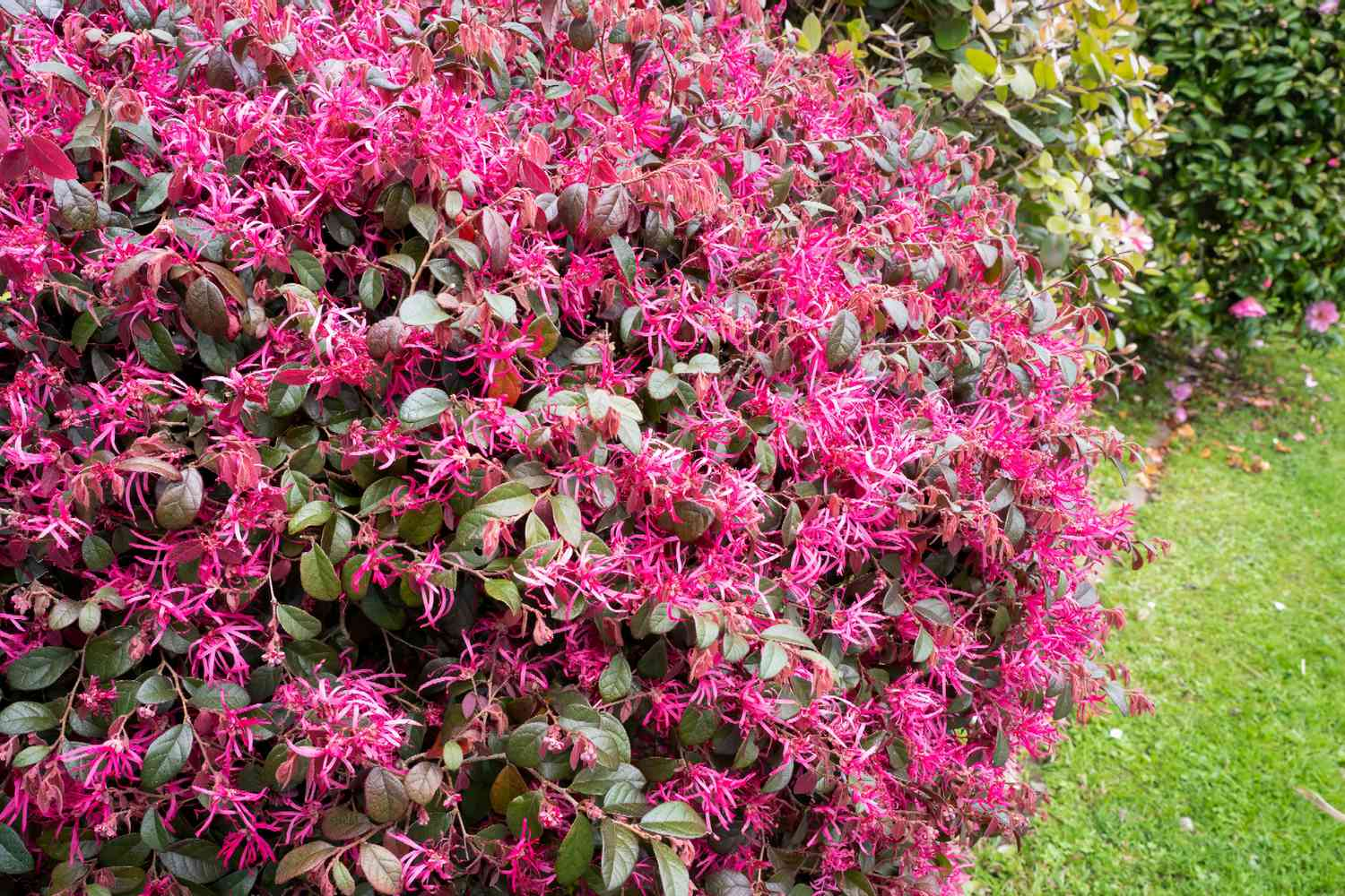 Chinese Fringe Flower (Loropetalum chinense)
