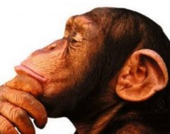 Mono pensando