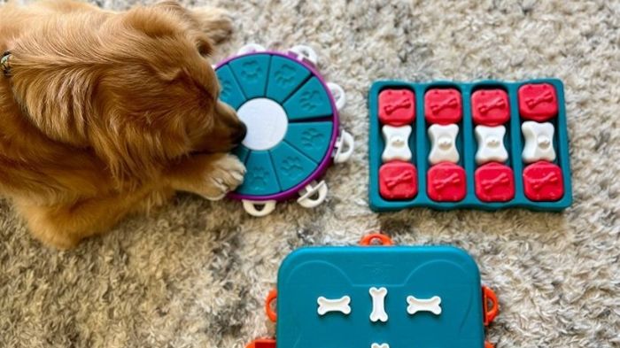 a photo of a dog with a puzzle toy to show how to choose the greatest puzzle toy for your canine's personality and breed