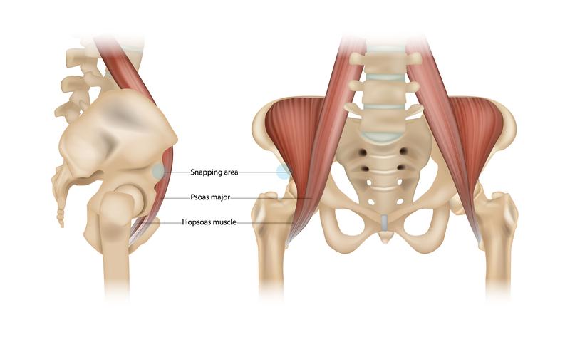 A diagram of the muscles of the pelvisDescription automatically generated