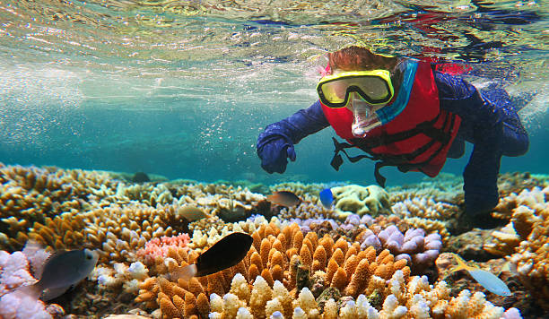 Great Barrier Reef diving