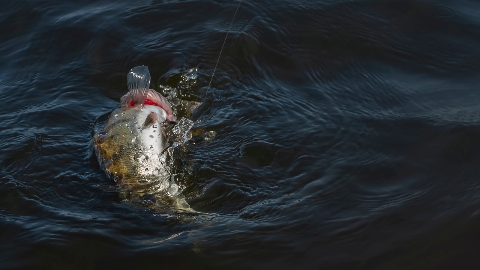 Knowing when to change Fishing Spots for walleye fish