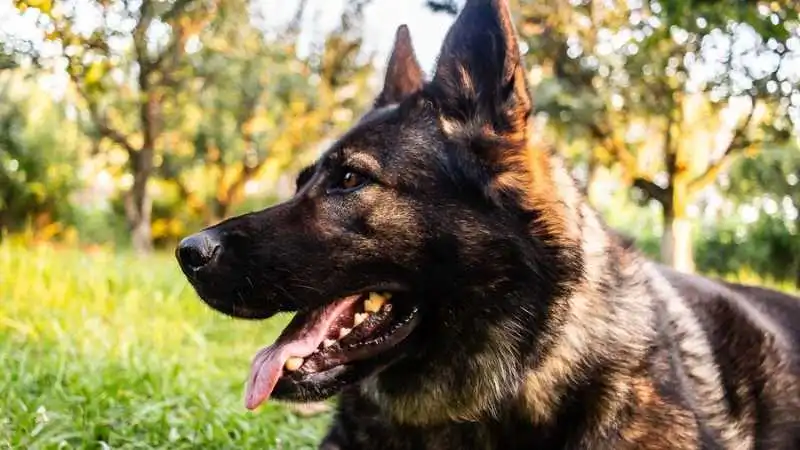 German Shepherd's Protective Instinct: A Guard Dog Guide
