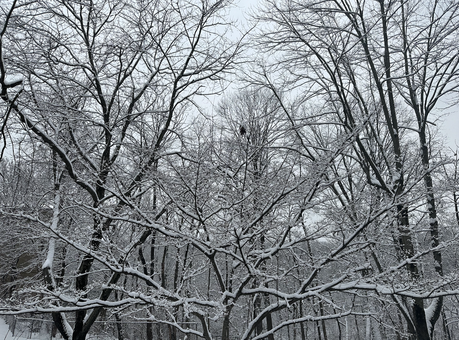 Photo of winter trees covered in snow.