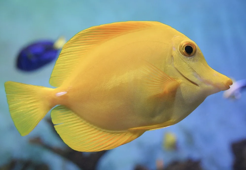 Types of Saltwater Fish - Reef fish - Tangs Fish