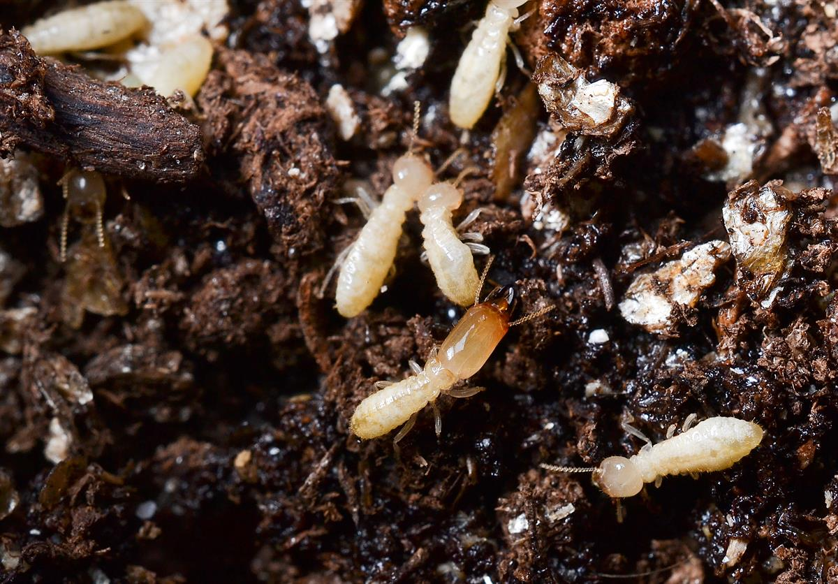termites eating wood
