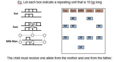 Example: Let each box represent a repeating unit that is 10 bp long. On left: Sue's chromosomes with 3 boxes and 2 boxes. Sam's chromosomes with 4 boxes and 3 boxes. Milkman's chromosomes with 1 box and 2 boxes..On right gel with the lanes Sue (bands 30 and 20), Sam (bands 40 and 30), Milkman (bands 20 and 10), Child 1 (bands 40 and 20), and Child 2 (bands 30 and 20).  
