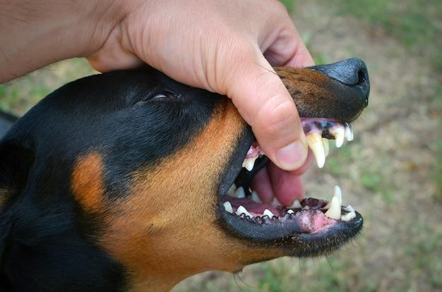 Free photo vicious dog showing teeth and biting hand
