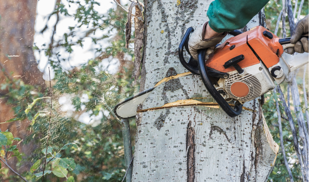 tree service Cartersville GA