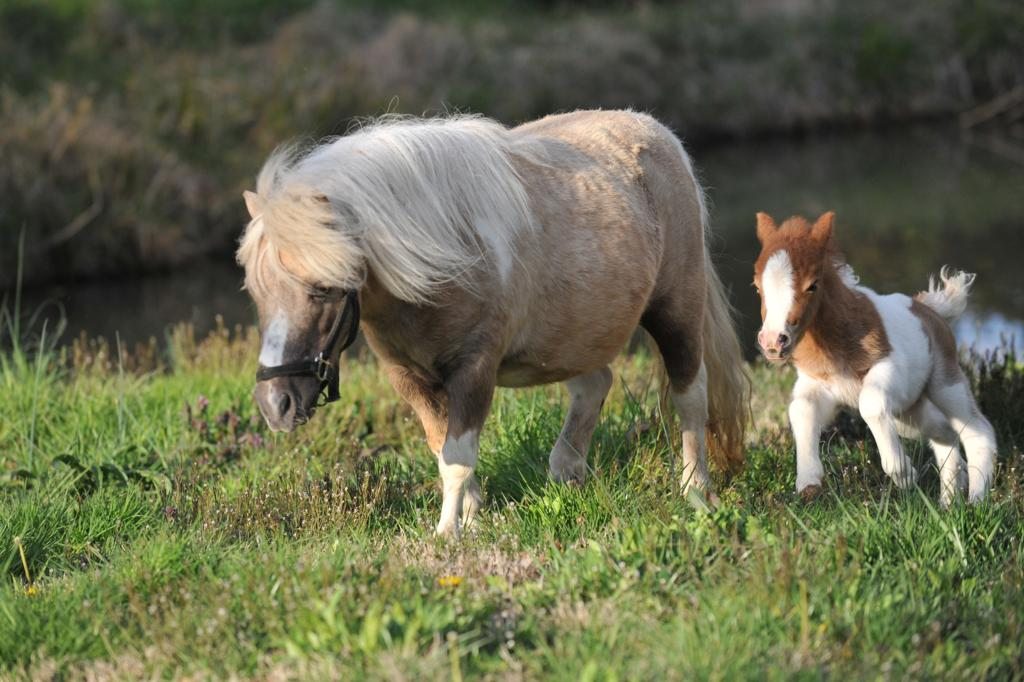 Foaling Miniature Horses