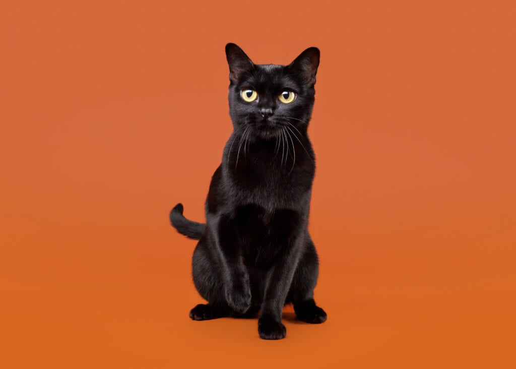 Bombay cat breed