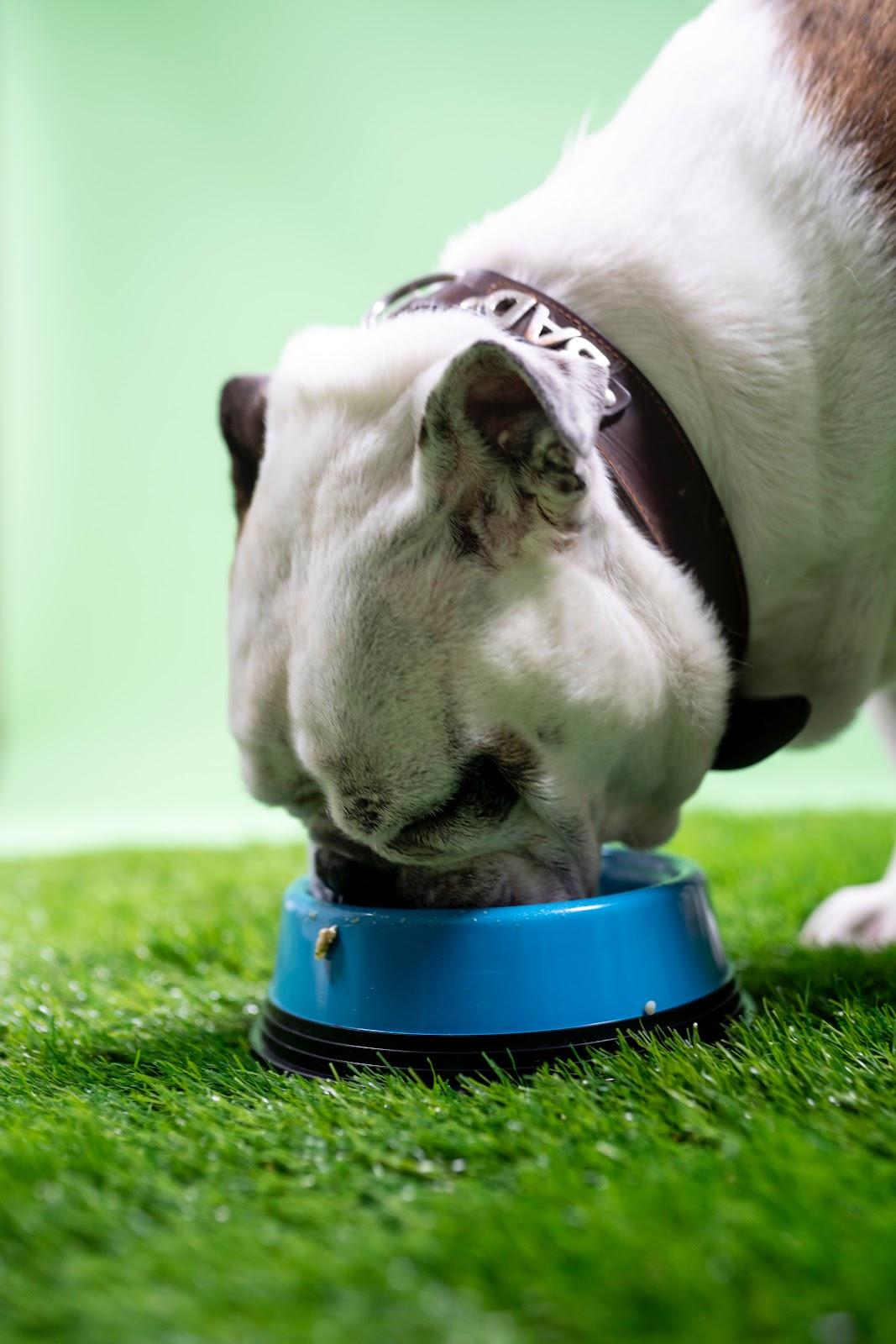 Young dog eating supplements out of a bowl on the grass