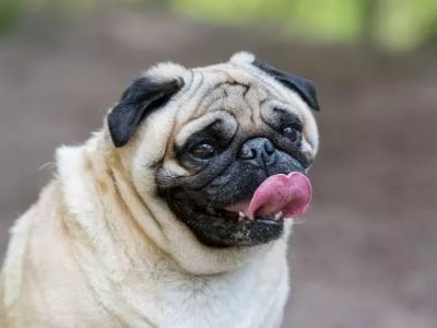Dog sticking his tip of to tongue out