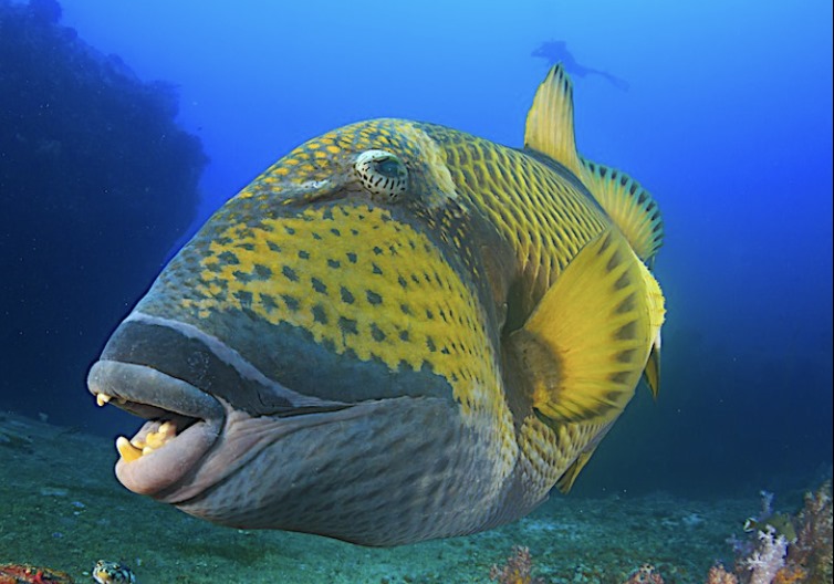 Types of Saltwater Fish - Triggerfish