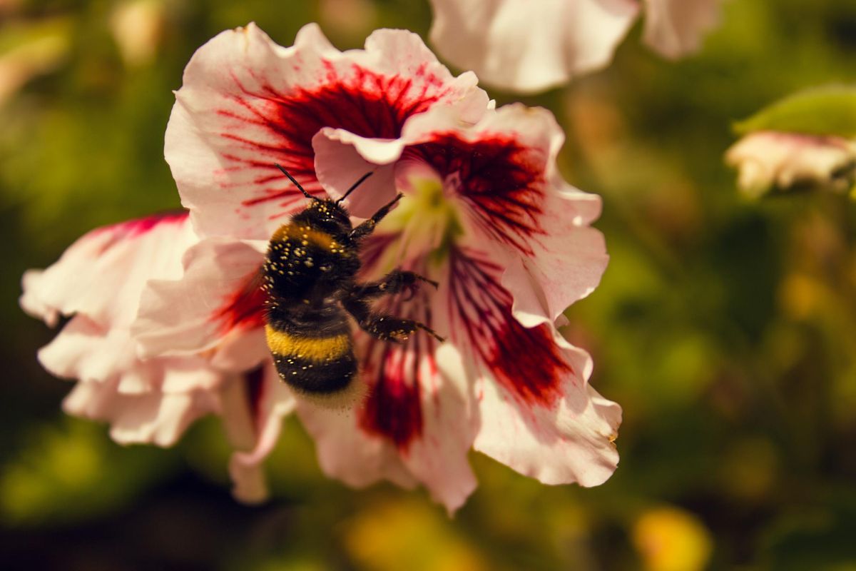 Cultural and Spiritual Perspectives on Bumblebee Dreams