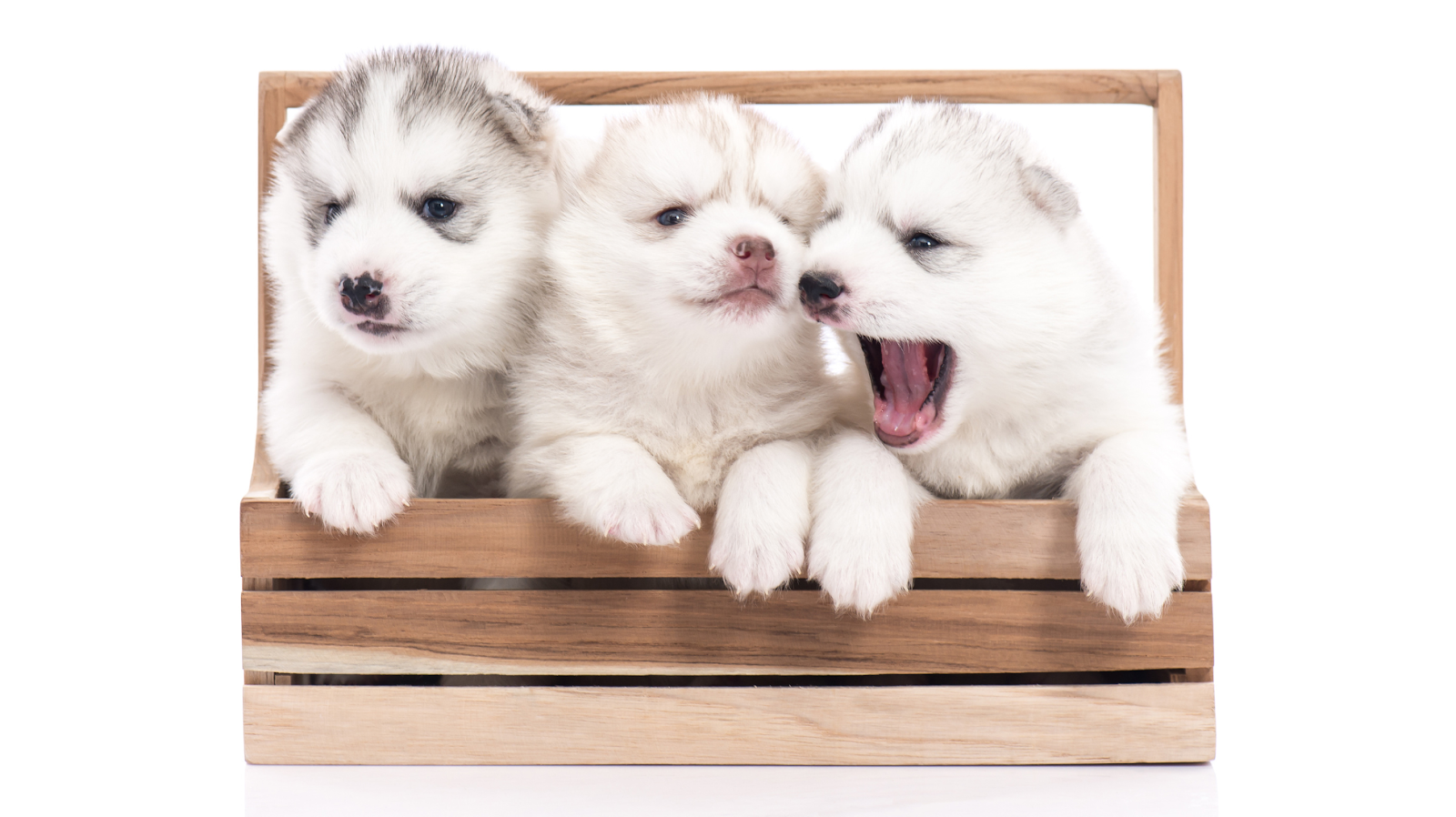 cute puppies on a crate