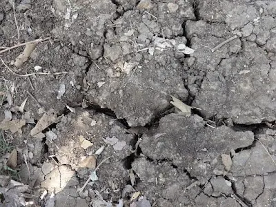 clayey soil