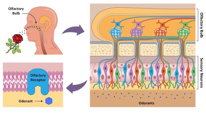 olfaction