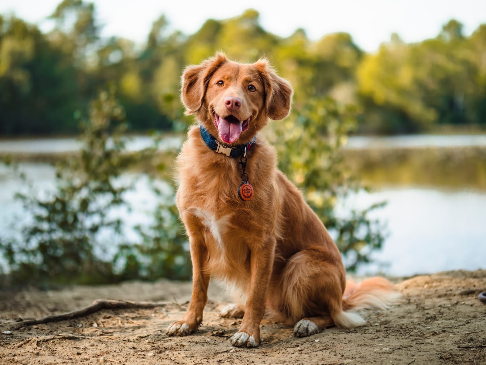 guide-to-maximize-safety-and-comfort-while-dog-sitting-petsyclopedia-news