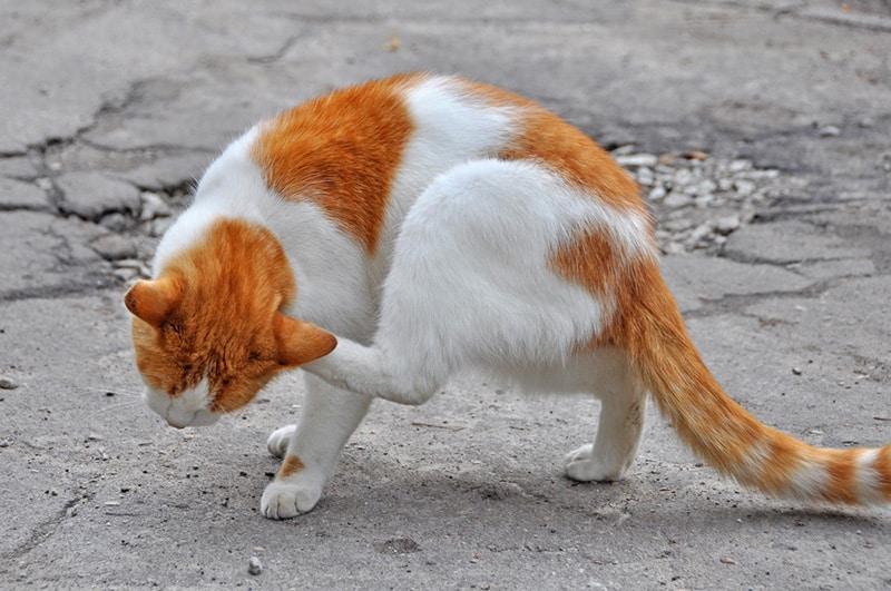 Rascador de exterior naranja para gatos