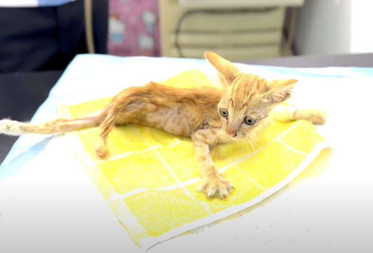 Kitten, Fractured leg, Medical attention, Severely ill, Prognosis, Miraculous recovery, Unfortunate cat