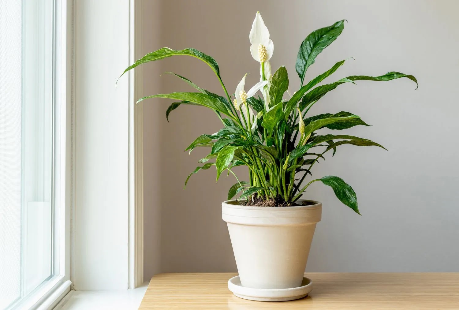 DIY Air Purifying Plant Projects