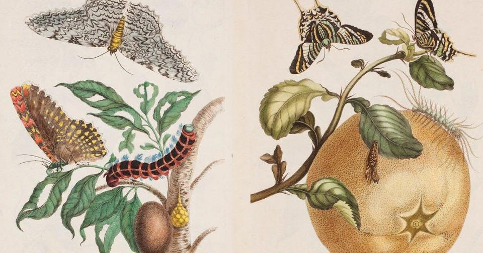 Maria Sibylla Merian, The Woman Who Made Science Beautiful - The Atlantic