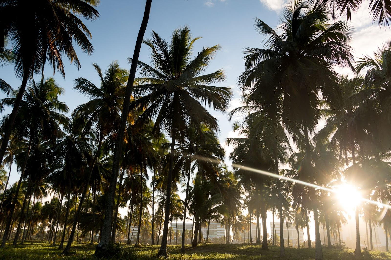 Entardecer em uma das praias de Jaboatão dos Guararapes. Diversas palmeiras contra o sol, projetando sombras no gramado em que se encontram