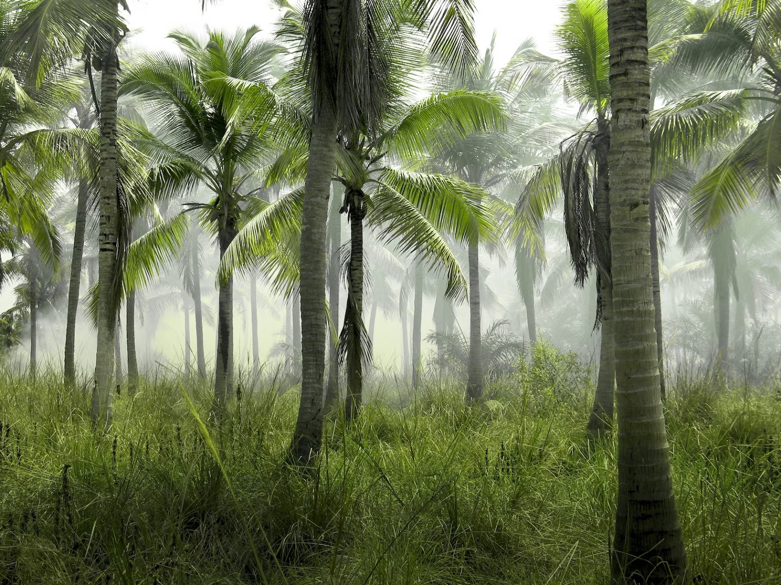 Coconut forest - Dehumidification