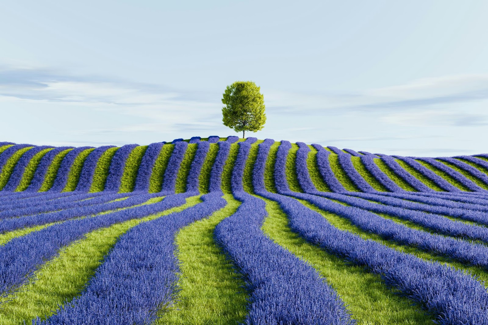 Ce tipuri de sisteme de irigații se folosesc pentru lavanda