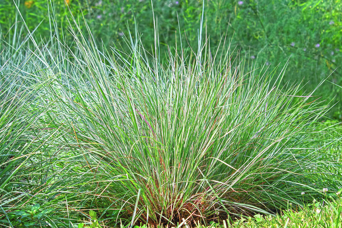 Medicinal Benefits of Kusha Grass
