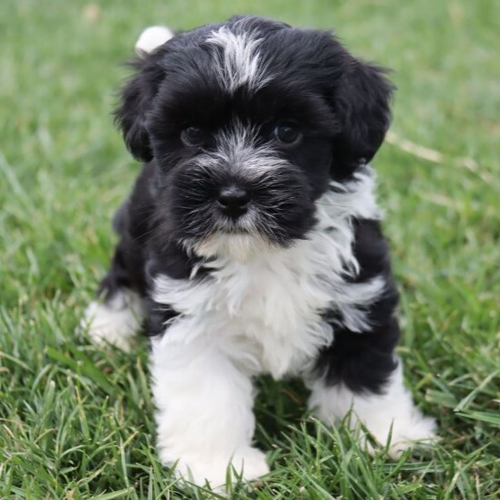 havanese