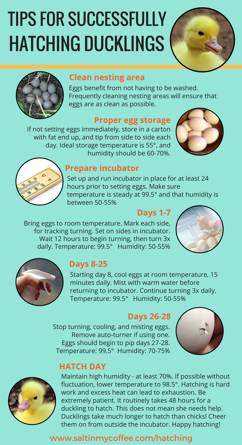 All You Need to Know About Hatching Ducklings