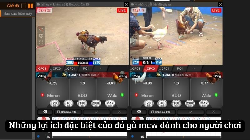 Những lợi ích đặc biệt của đá gà mcw dành cho người chơi