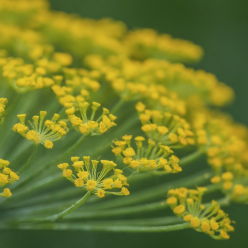 Fennel