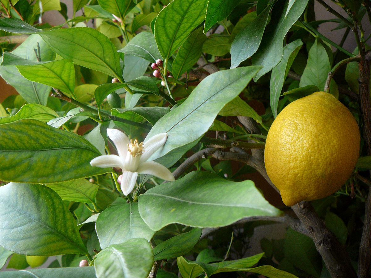Factors Influencing Flowering Lemon Trees