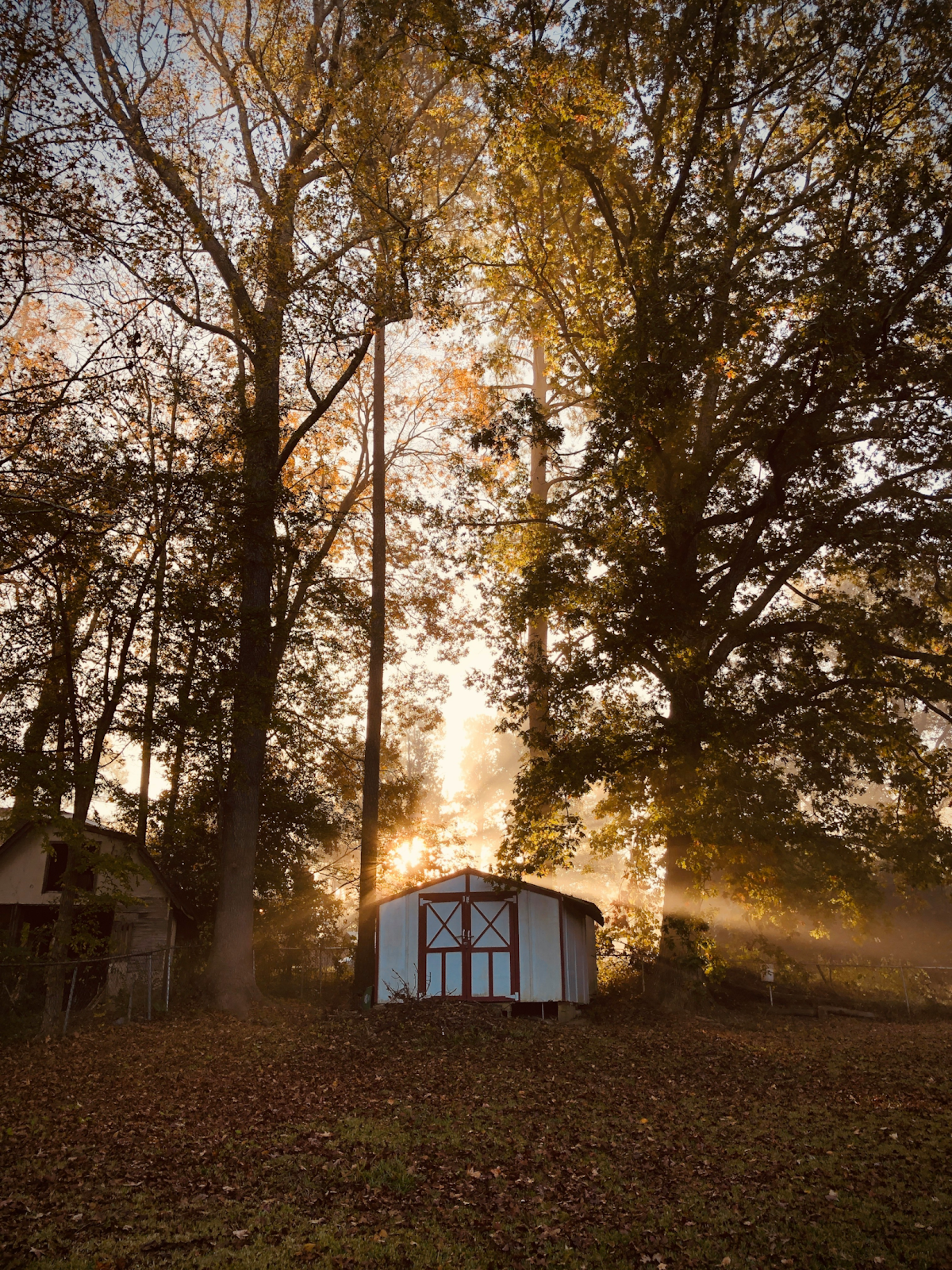 Backyard shed with tall trees along a property line.